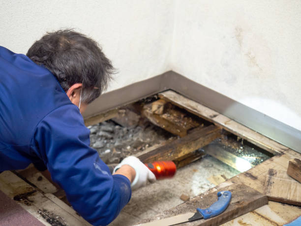 Best Residential Mold Remediation in Port St Joe, FL